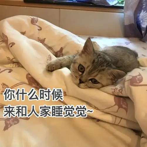 我家毛毛可爱表情包