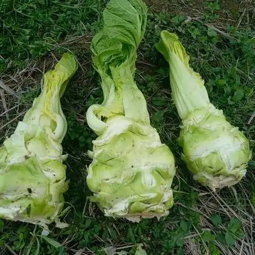 货源地 四川省遂宁市射洪县 规格 起批量 价格 青菜头