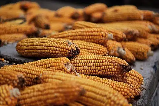 金色的玉米棒子