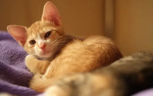 下载桌布 1920x1200 可爱的棕色猫,睡觉,房子 桌面背景