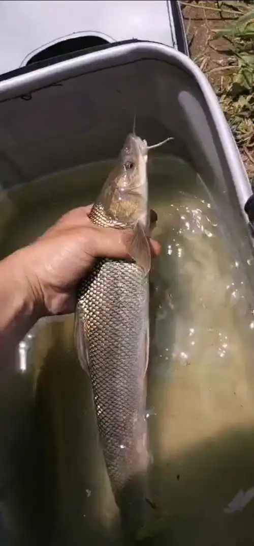 长胡子的是什么鱼,切了我副根子线了,215秒切,太猛了