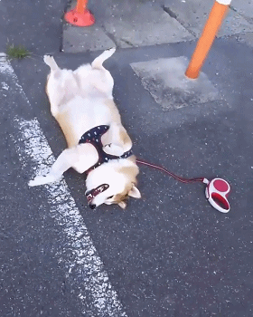 今年7岁多,与主人斗智斗勇的经验非常丰富,经常仗着主人的宠爱耍赖皮