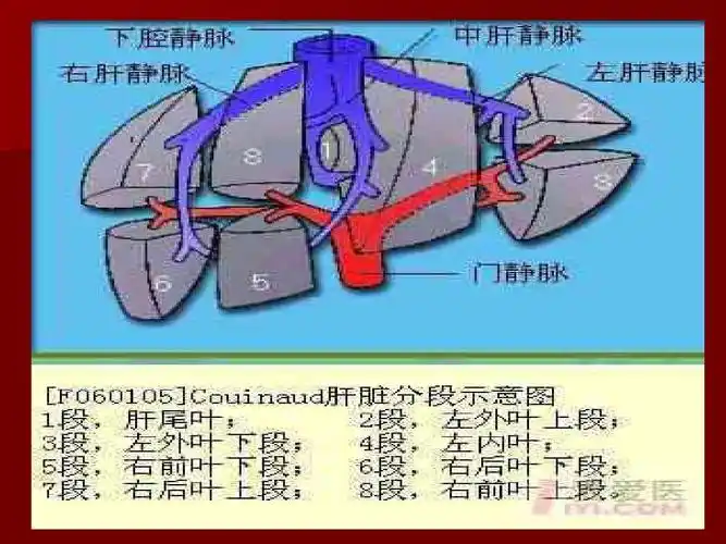 肝脏标准切面ppt