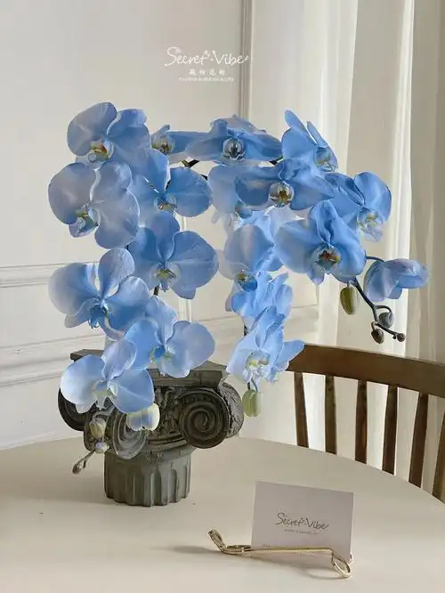 频繁记录蓝色|为之着迷的蝴蝶兰