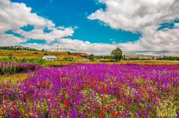 新疆沙漠花海景区:沙漠中的花海奇观,赏花玩沙游水三合一