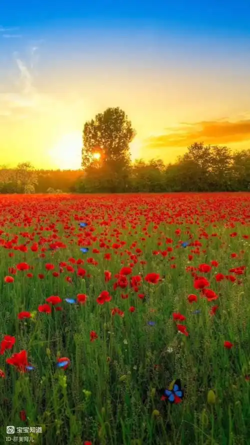 看到这个视频一天好心情,亲,早上好!