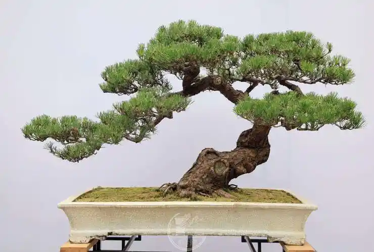 金奖作品欣赏顺德盆协40周年暨第四届盆景展完成评奖工作