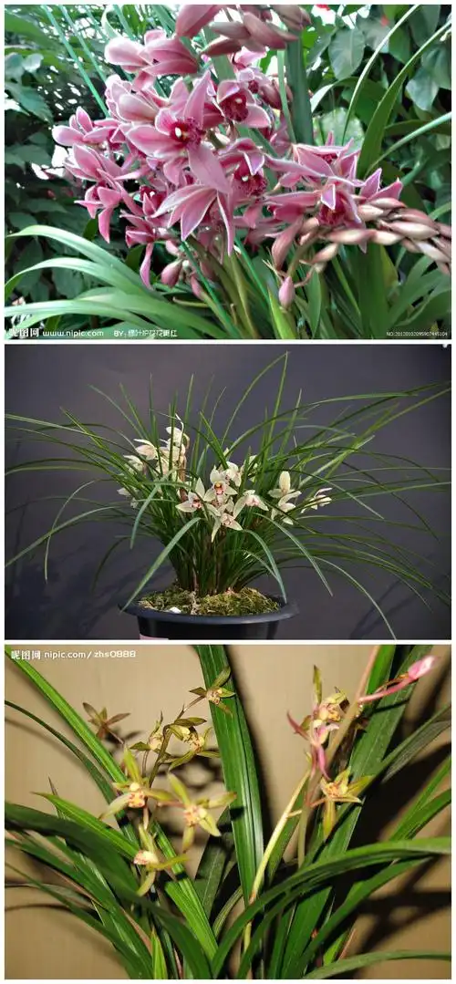 在武汉,如下图那样的兰花一般一盆多少钱啊?