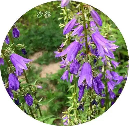 沙参(每日花卉-80)