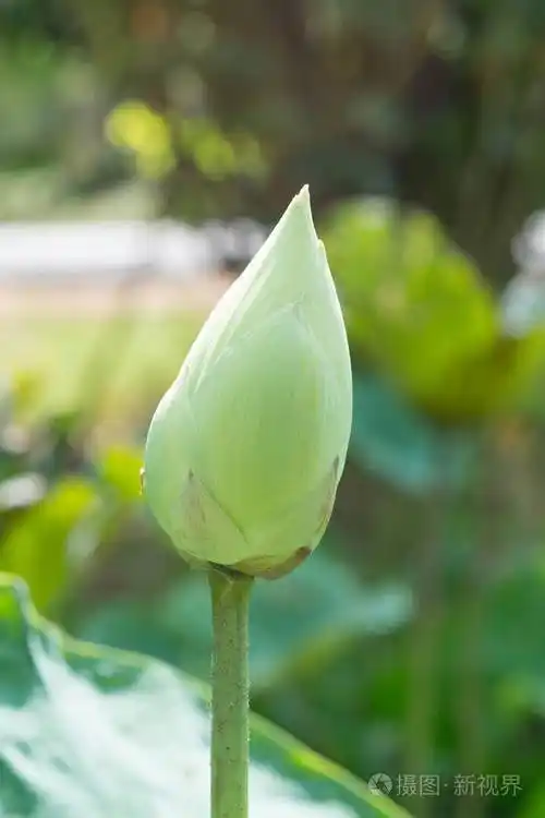 绿色莲花佛教之花