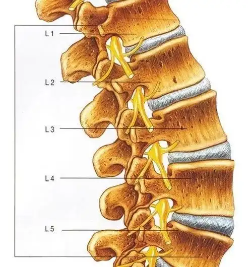 腰椎l1
