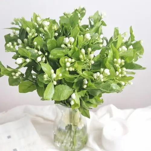 就好茉莉花鲜花云南发包邮基地直家用插花水养鲜花速递同城