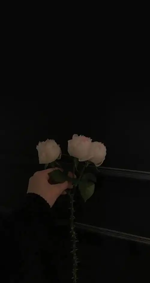 黑色系壁纸前途与玫瑰来日与方长