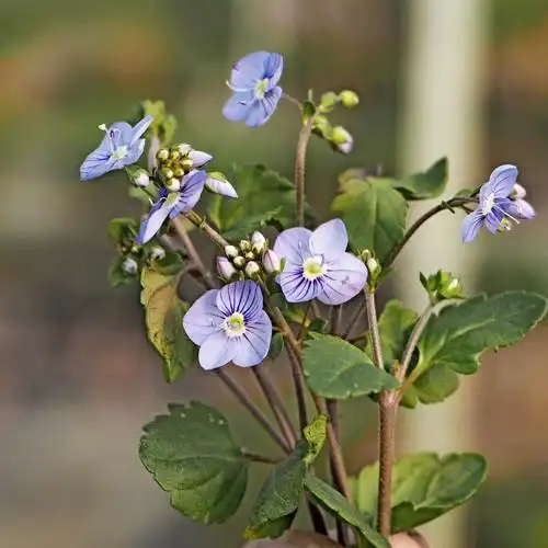 沃特佩里蓝 匍匐平卧婆婆纳 花量大 蓝色海洋多年生耐寒宿根 盆栽