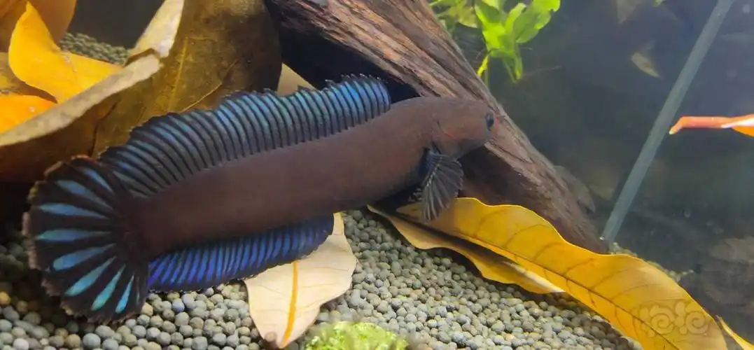 雷龙阿萨姆奶茶雷龙