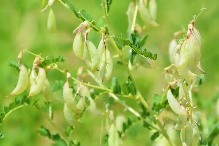 黄芪的果实和白色的小花,原创摄影