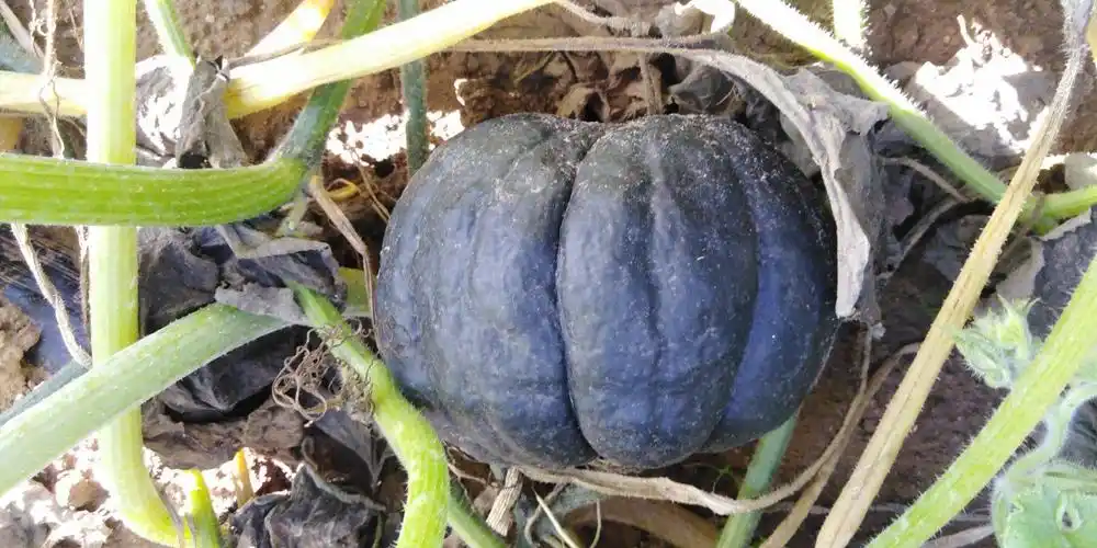 [黑南瓜批发]黑皮南瓜 好瓜不等人!有要的老板快速下单!价格0.35元/斤