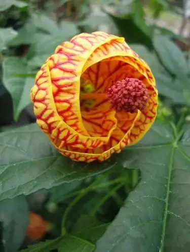 世界上30种罕见怪花,你绝对没见过