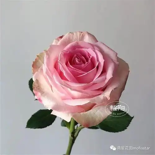 桃红雪山玫瑰 · 甜美多变的少女