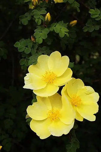 标题:花草集(10)黄刺玫花