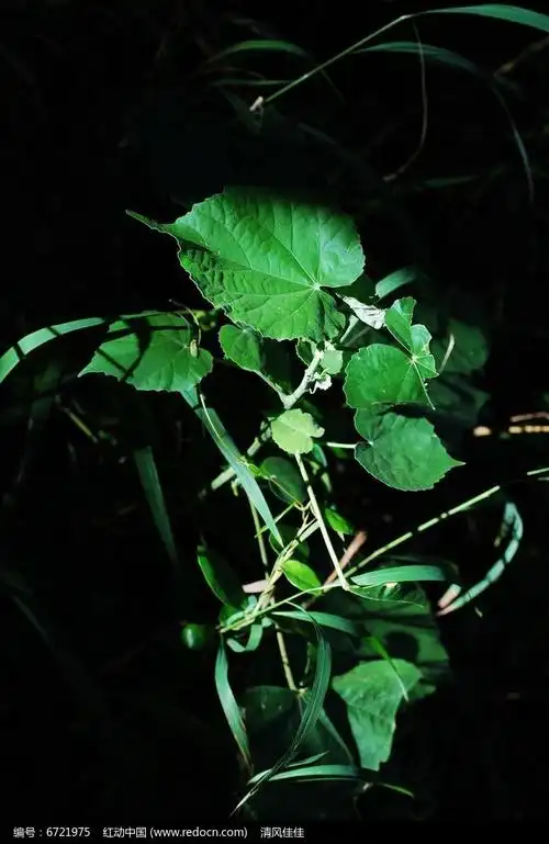 阴影中的绿色植物