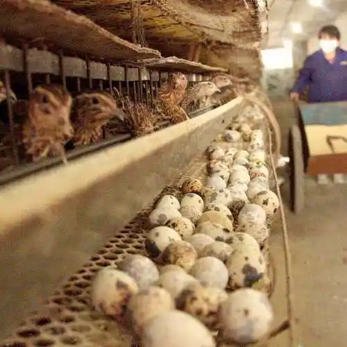 鹌鹑活的成年活物活体下蛋青年散养手养鸟一对鸟