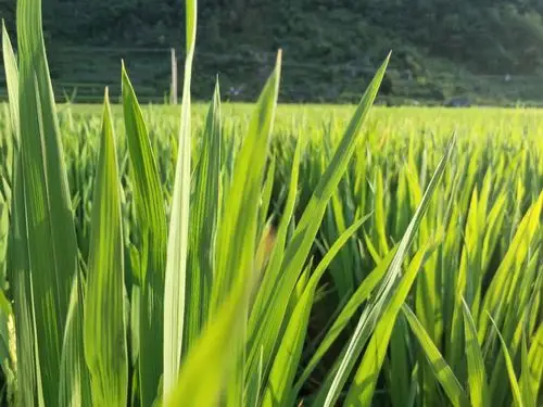 绿色是大自然生机勃勃的原因之一