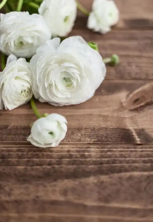 极简素雅背景图片