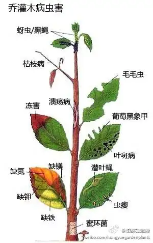 了几十种常见花卉病虫害图谱,还有果树的病虫害图谱,月季病虫害图谱