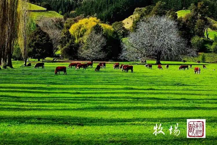 清晨静静的牧场一群黄牛在悠然吃草