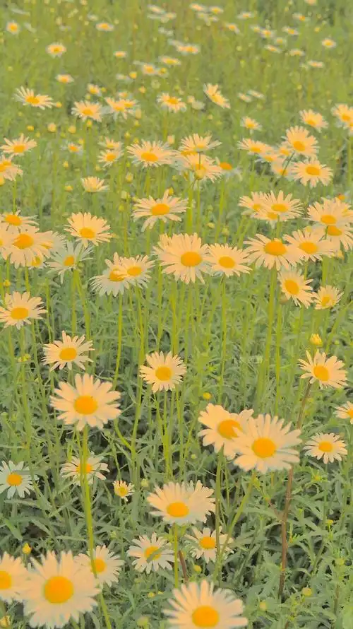 简单小清晰壁纸