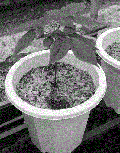 一种盆栽西洋参的种植方法与流程