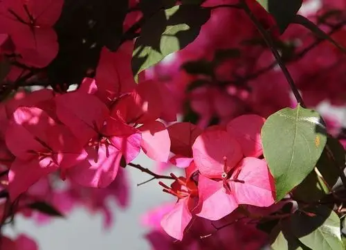 未来50天一顺百顺,生活风生水起,好运接连不断的生肖!