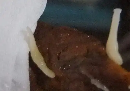 折耳猫有寄生虫就便血吗我家折耳猫大便出血怎么了