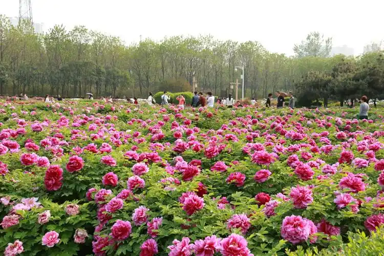洛阳隋唐城遗址植物园牡丹盛开的时节(2017春)