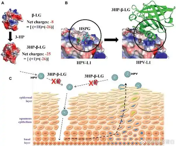 女性下身若有这4个异常,薇润提醒要尽早检查,避免拖出宫颈癌