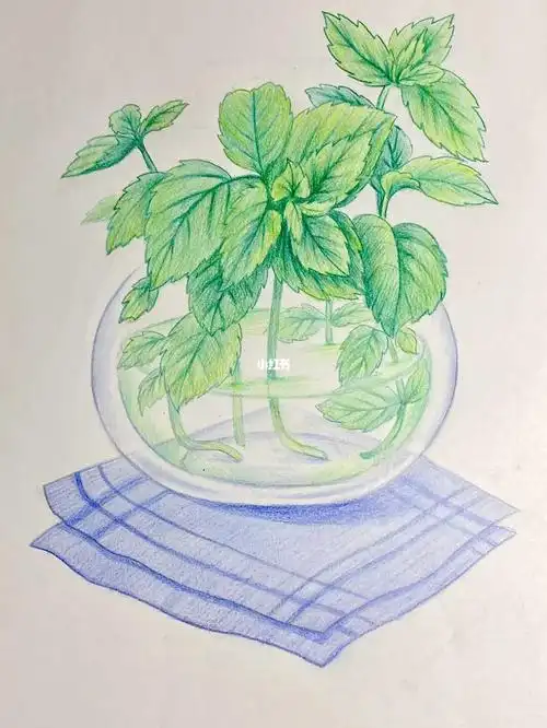 彩铅手绘 薄荷叶