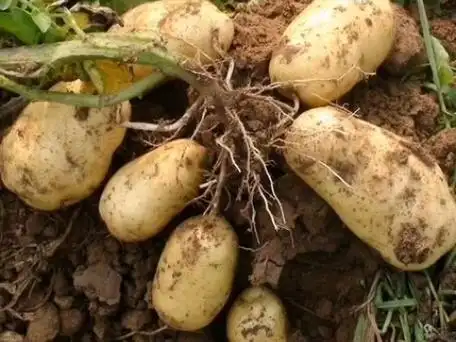 多彩土豆盘中餐,营养丰富又美味!