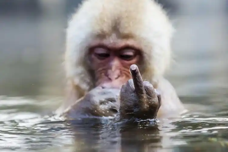 动物也搞怪, 十三张有趣的动物图片.