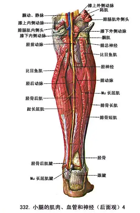 下肢肌 - 解剖学基础理论-医学教育网 - 37度医学网