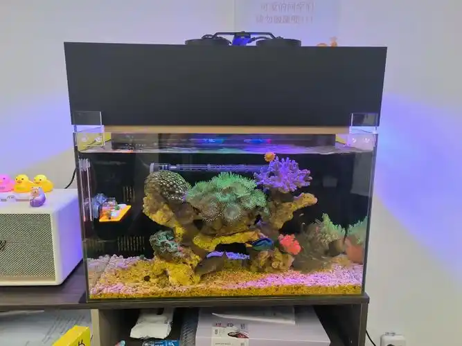 人生痛苦之搬运鱼缸60背滤海缸上柜