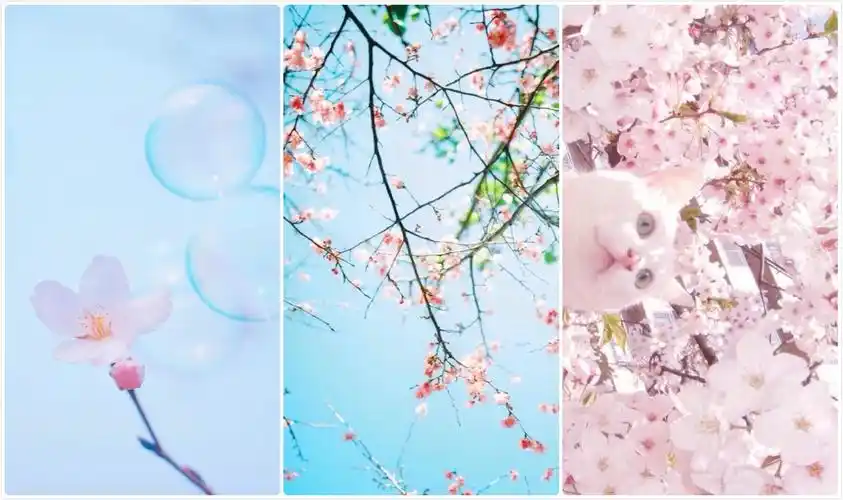 【壁纸】期许一场花开的绚烂,静赏一场花落的淡然