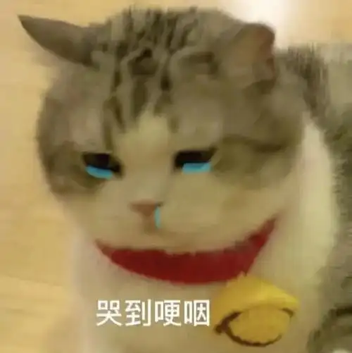 委屈猫猫在线卑微日更可爱猫咪表情包第3集