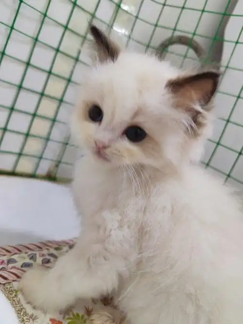 麻烦各位猫友帮我看看这只布偶弟弟怎么样?