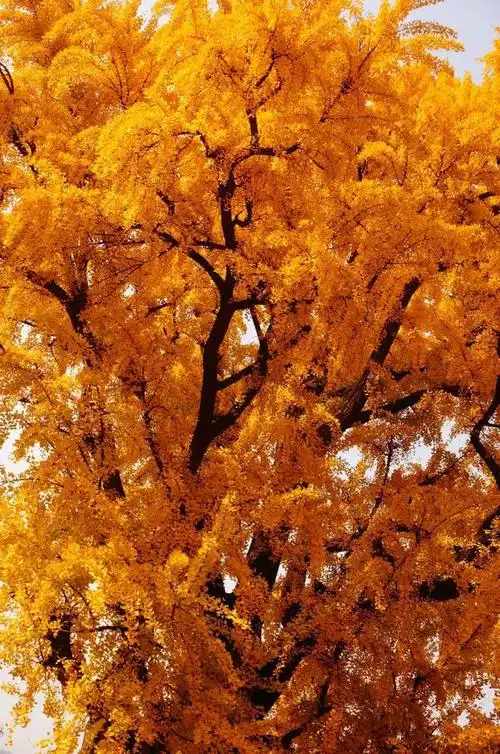 去秦岭脚下看千年古银杏树耀眼的美