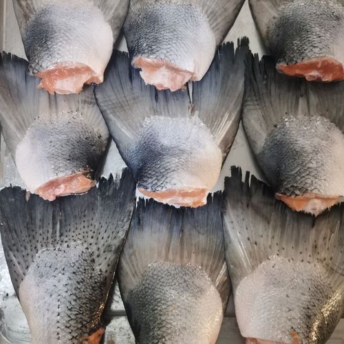 进口冰鲜大西洋鲑鱼三文鱼新鲜鱼尾4斤炖汤烧烤卖的鱼尾冷冻发货