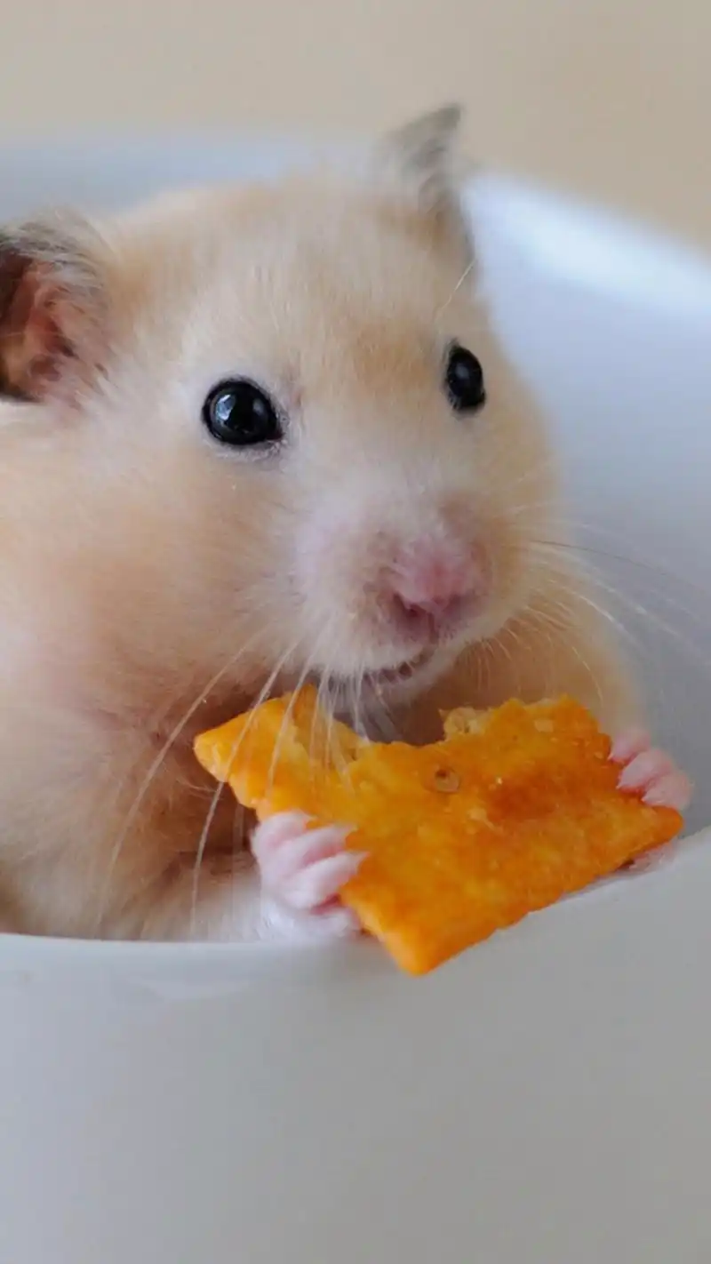 可爱小仓鼠呆萌高清手机壁纸图片