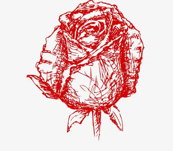 素描红色玫瑰
