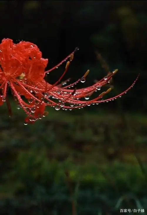 奈何桥彼岸花图片(奈何桥上的彼岸花是什么意思)