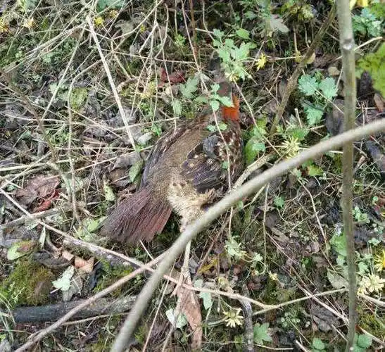 农村小伙抓野鸡有绝招轻轻松松收获一顿美味
